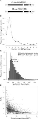 Loss of Arabidopsis β-COP Function Affects Golgi Structure, Plant Growth and Tolerance to Salt Stress